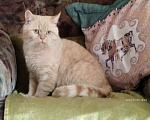 Кошки в других городах Краснодарского края: Кот, скотиш-страйт, вязка Мальчик, Бесплатно - фото 1