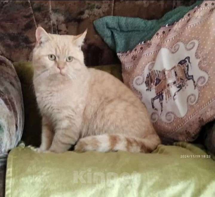 Кошки в других городах Краснодарского края: Кот, скотиш-страйт, вязка Мальчик, Бесплатно - фото 1