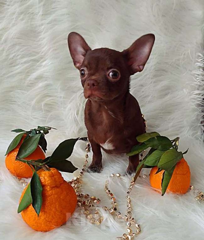 Собаки в Москве: шоколадный мальчик 5 мес мелкий стандарт Мальчик, 35 000 руб. - фото 4