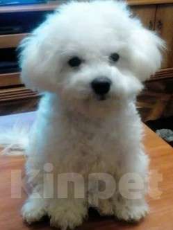 Собаки в Екатеринбурге: Щенок породы Бишон фризе  Мальчик, 70 000 руб. - фото 1