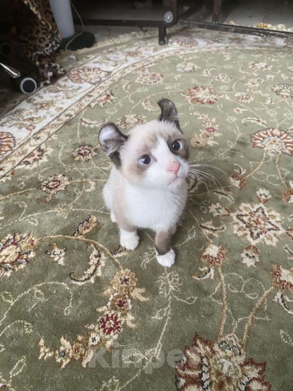 Кошки в Балашихе: Котенок Мальчик, 15 000 руб. - фото 3