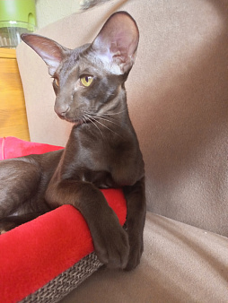 Ориентальный котёнок