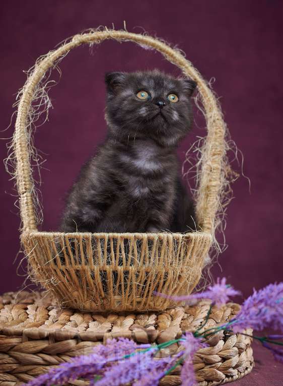 Кошки в Барнауле: Кошечка - фолд Тамара🖤 Девочка, Бесплатно - фото 4