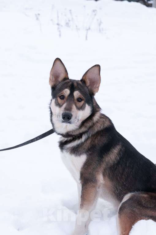 Собаки в Ногинске: Внимание: найден источник бесконечной энергии! Зовут Джои. Нужен добрый и терпеливый диспетчер! Мальчик, Бесплатно - фото 7