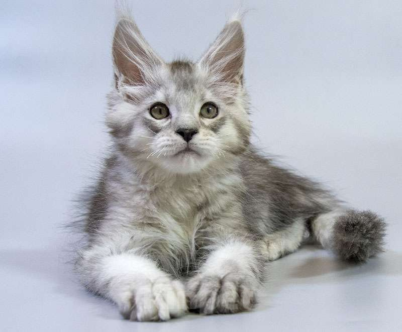 Кошки в Москве: Мейн кун котенок Мальчик, Бесплатно - фото 6