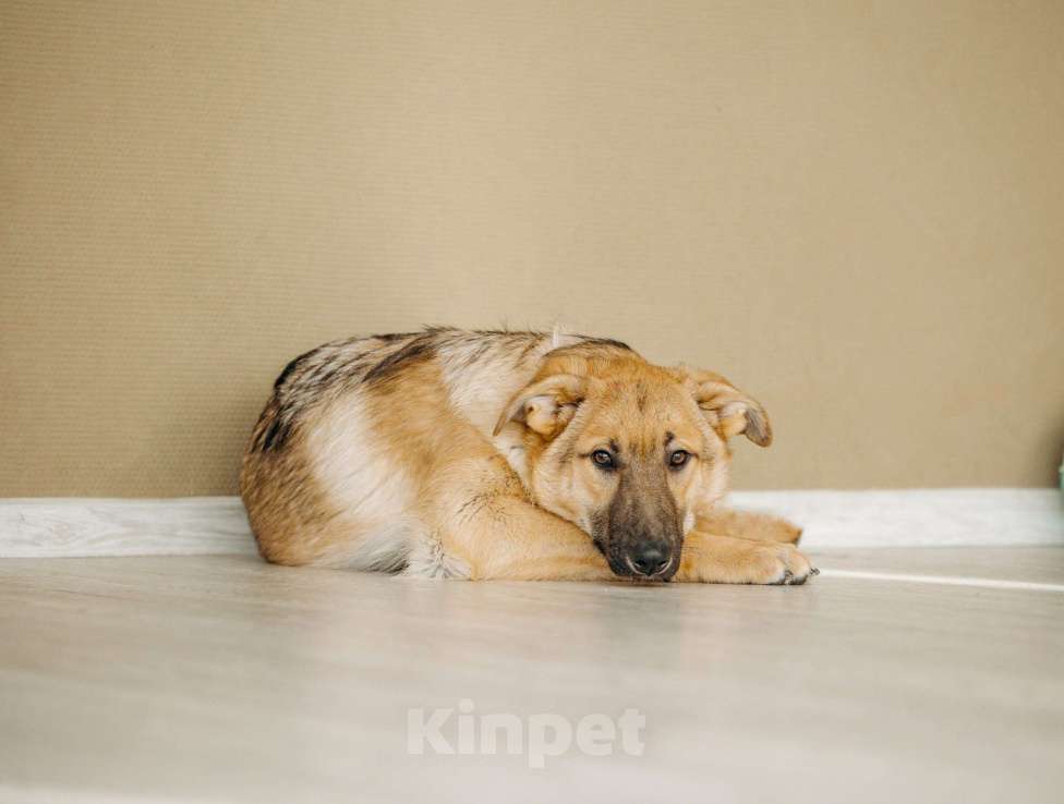 Собаки в Москве: Щенок бесплатно в Москве Мальчик, Бесплатно - фото 9