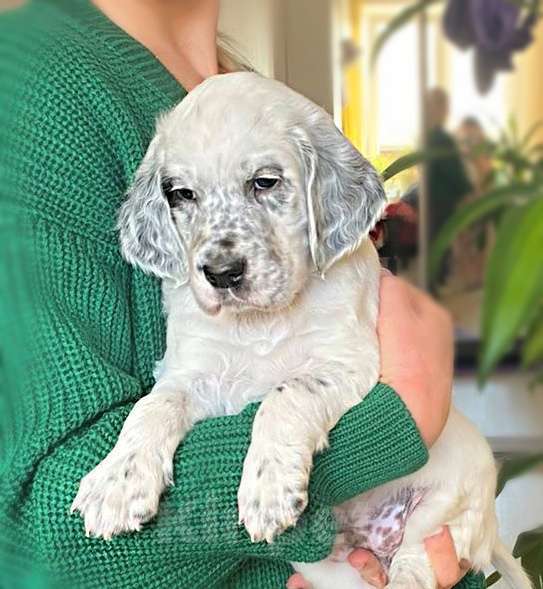 Собаки в Екатеринбурге: АНГЛИЙСКИЕ АРИСТО-СЕТТЕРЫ Мальчик, 80 000 руб. - фото 3