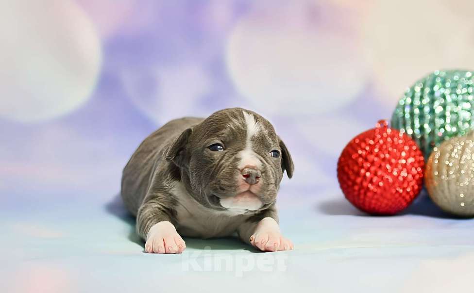 Собаки в Люберцах: Красотка амстафф Девочка, 120 000 руб. - фото 2