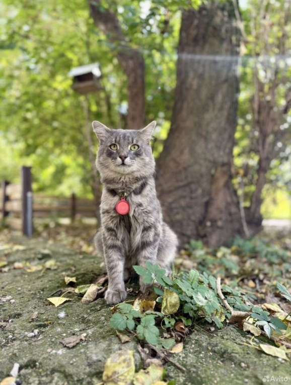 Кошки в Санкт-Петербурге: Молодой котик в добрые руки Мальчик, Бесплатно - фото 4