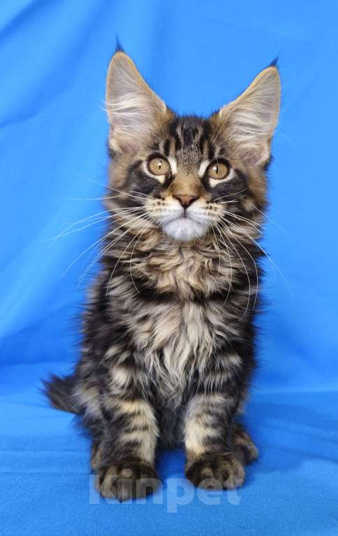 Кошки в Москве: Котенок Мейн-кун Мальчик Мальчик, 30 000 руб. - фото 7