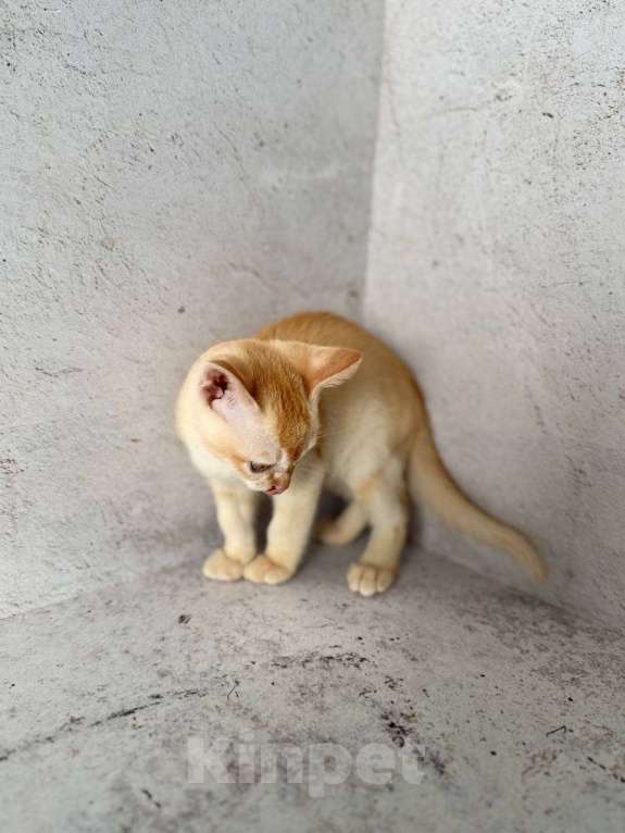 Кошки в Москве: Бурма красного окраса!  Мальчик, 50 000 руб. - фото 5