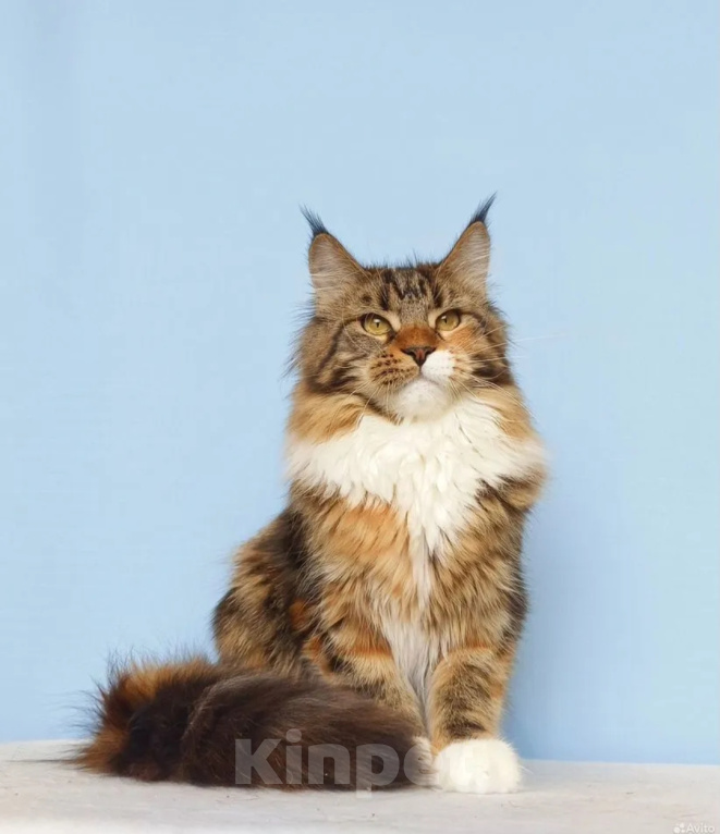 Кошки в Москве: Мейн- Кун Девочка Девочка, 15 000 руб. - фото 1