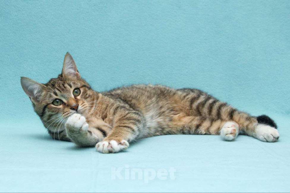 Кошки в Москве: Котенок Кекс Мальчик, Бесплатно - фото 3