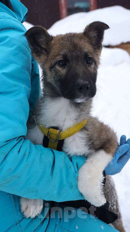 Собаки в Ногинске: Лайм - щенок в приюте Мальчик, Бесплатно - фото 7