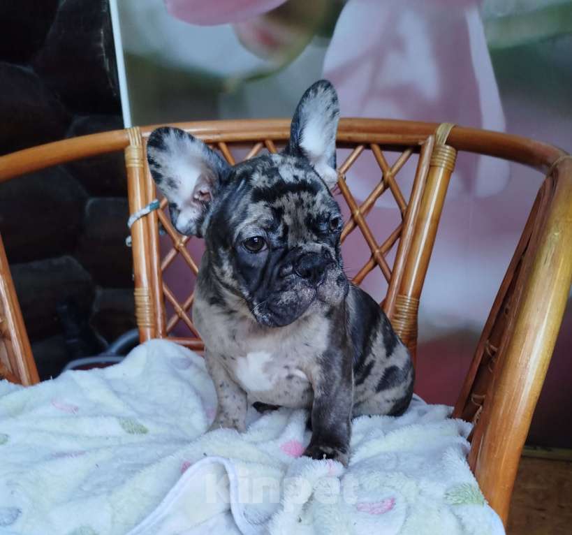 Собаки в Москве: Французский бульдог  Мальчик, 60 000 руб. - фото 5