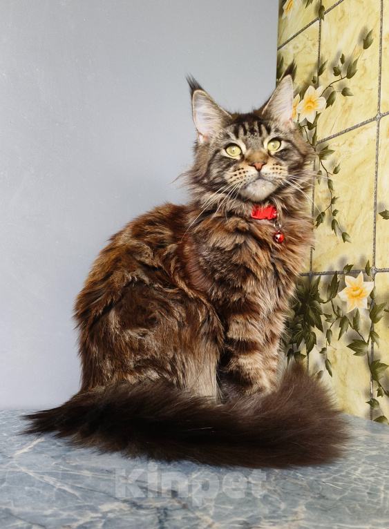 Кошки в Москве: Котёнок Мейн-кун Девочка Девочка, 40 000 руб. - фото 6