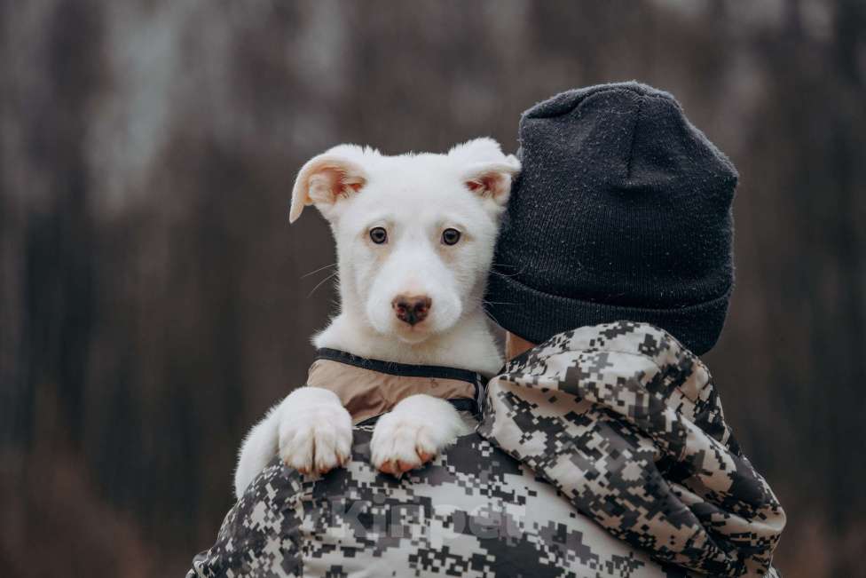 Собаки в Москве: белоснежная красотка в дар Девочка, Бесплатно - фото 4