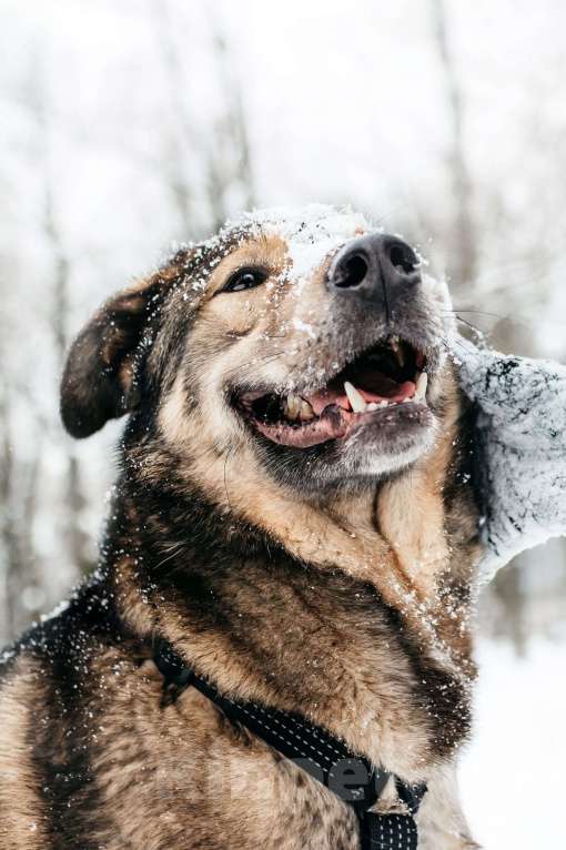 Собаки в Москве: Рони ищет дом Мальчик, Бесплатно - фото 9