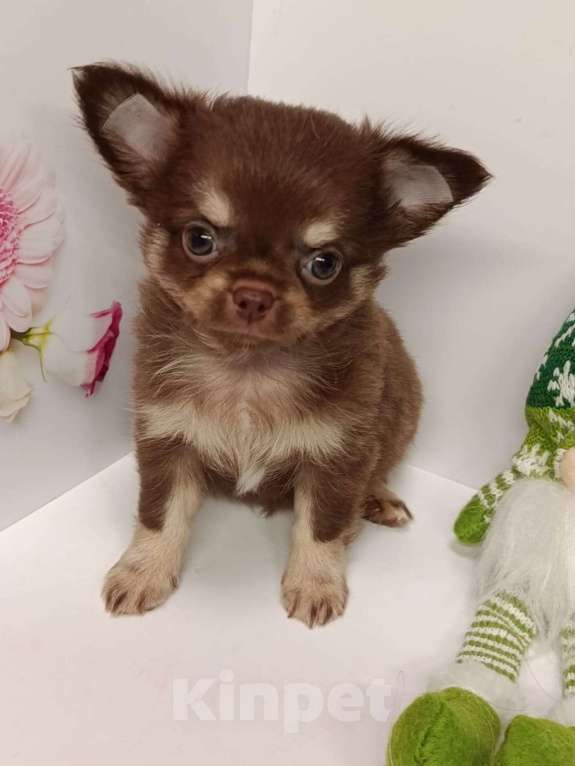 Собаки в других городах Московской области: Кузенька Мальчик, 40 000 руб. - фото 1