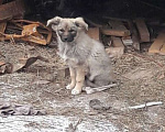 Собаки в Сургуте: Щенки в добрые руки Девочка, 2 руб. - фото 3