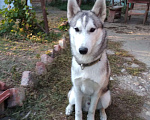 Собаки в Прохладном: Хаски,вязка, 100 руб. - фото 1
