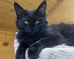 Кошки в Малоархангельске: Черная пантера, 50 000 руб. - фото 1