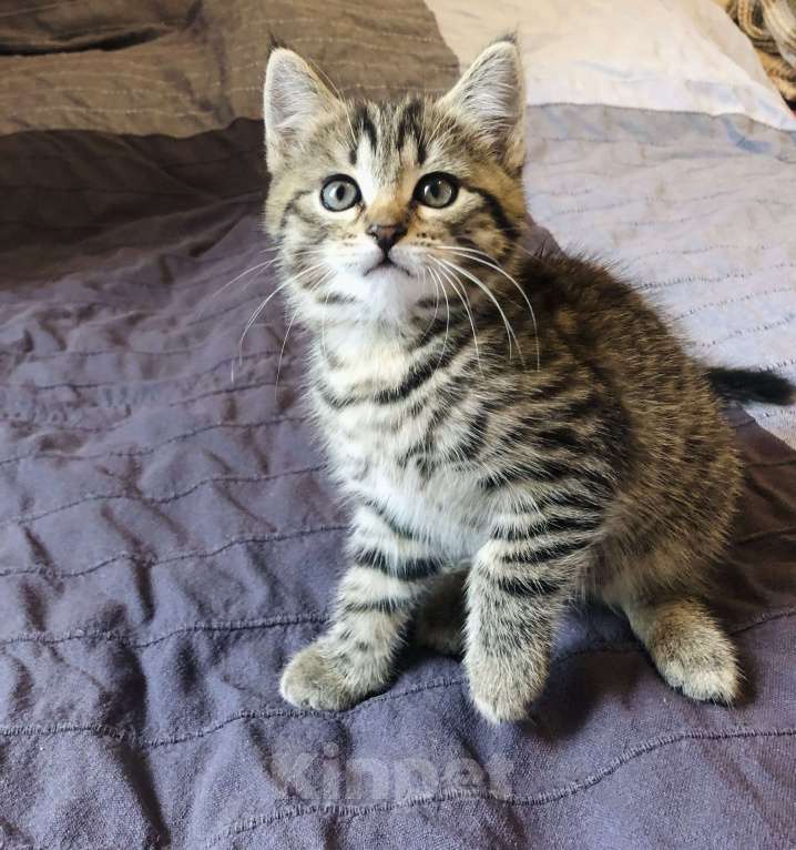 Кошки в Раменском: Озорная мини-тигрица девочка Девочка, 100 руб. - фото 4