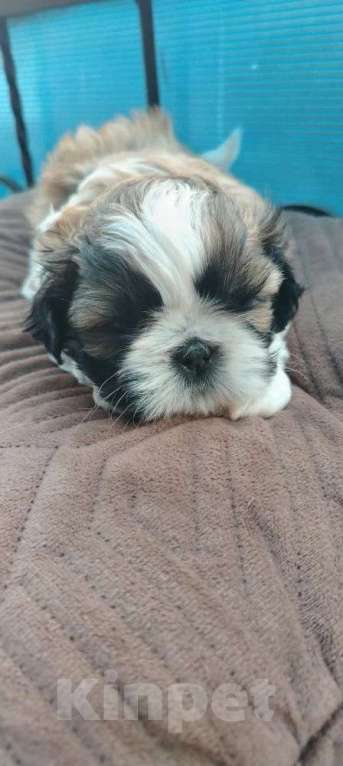 Собаки в Ряжске: Продажа Девочка, 23 000 руб. - фото 3