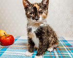 Кошки в Санкт-Петербурге: Котенок Пуговка Девочка, Бесплатно - фото 2