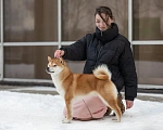 Собаки в Санкт-Петербурге: Щенки 2 мес Девочка, 50 000 руб. - фото 4