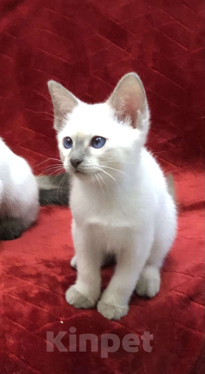 Кошки в Москве: ✨Тайские котята, блю-пойнт и лайлак-пойнт, 3 месяца ✨ Мальчик, Бесплатно - фото 2