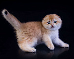 Кошки в Петрозаводске: Шотландская висоухая золотая шиншилла  Девочка, 60 000 руб. - фото 3