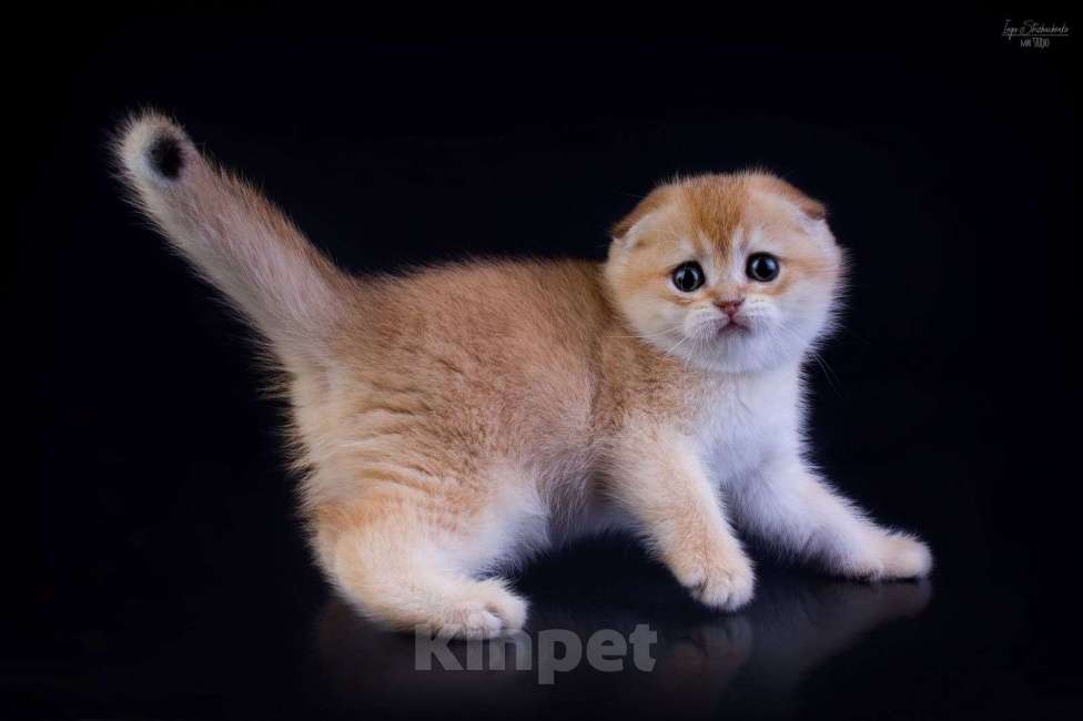 Кошки в Петрозаводске: Шотландская висоухая золотая шиншилла  Девочка, 60 000 руб. - фото 3