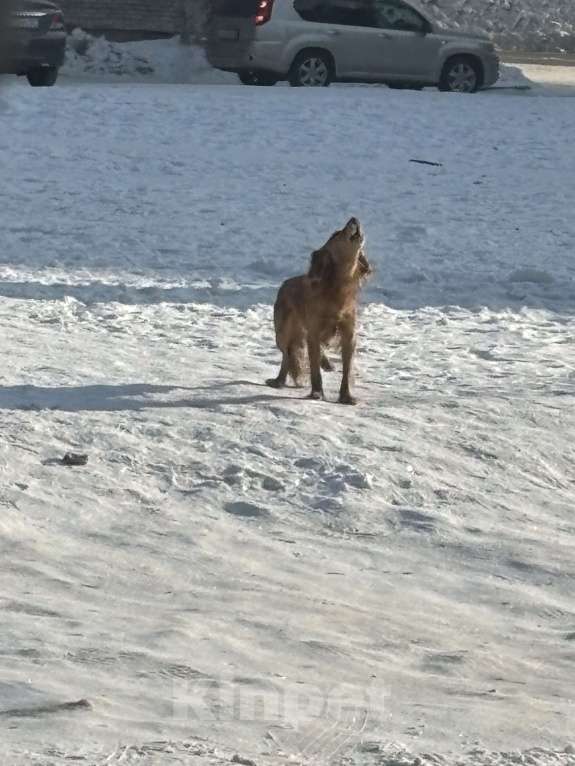 Собаки в Комсомольске-На-Амуре: Найдена собака  Девочка, Бесплатно - фото 2