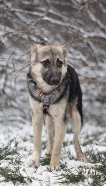 Собаки в Москве: Финик Мальчик, Бесплатно - фото 3