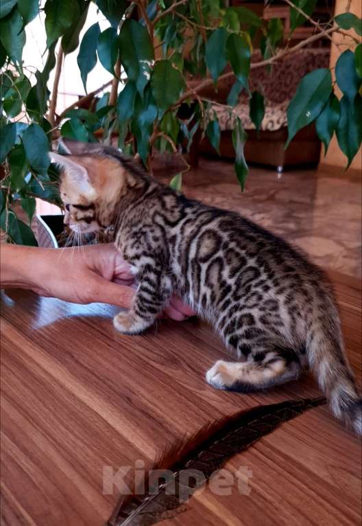 Кошки в Симферополе: Бенгальская девочка  Девочка, 55 000 руб. - фото 8