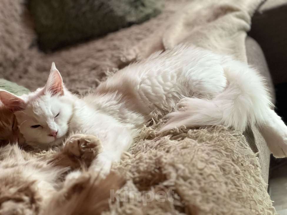 Кошки в Москве: Мейнкун полидакт белая Девочка Девочка, 45 000 руб. - фото 7