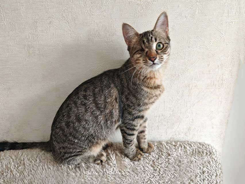 Кошки в Москве: Минитигренок Лора, ласковая кошечка-подросток ищет дом Девочка, Бесплатно - фото 9