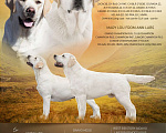 Собаки в Сертолово: Щенки лабрадора из профессионального питомника  Мальчик, Бесплатно - фото 7