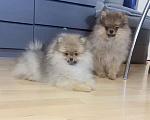 Собаки в Красноярске: Продам щенков померанского шпица Мальчик, Бесплатно - фото 5