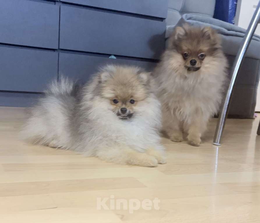 Собаки в Красноярске: Продам щенков померанского шпица Мальчик, Бесплатно - фото 5