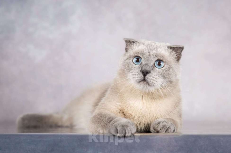 Кошки в Москве: Шотландский вислоухий голубоглазый блю пойнт Мустафа в дар Мальчик, 1 руб. - фото 6