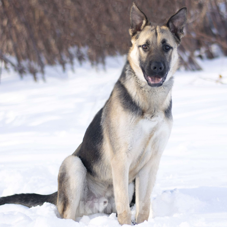 Собаки в Москве: Руф Мальчик, Бесплатно - фото 3