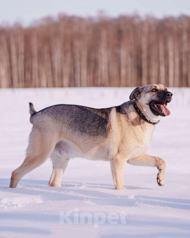 Собаки в других городах Московской области: Два веселых брата в поиске дома и любящих хозяев Мальчик, Бесплатно - фото 6