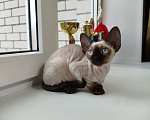 Кошки в Воронеже: Девон Рекс коёнок Девочка, Бесплатно - фото 5