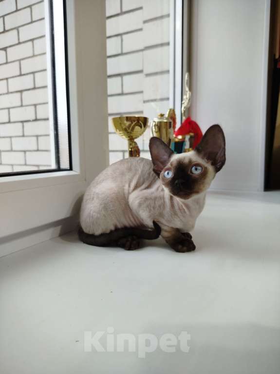 Кошки в Воронеже: Девон Рекс коёнок Девочка, Бесплатно - фото 5