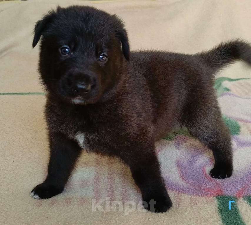 Собаки в других городах Краснодарского края: Продам щенков немецкой овчарки Девочка, 17 000 руб. - фото 5