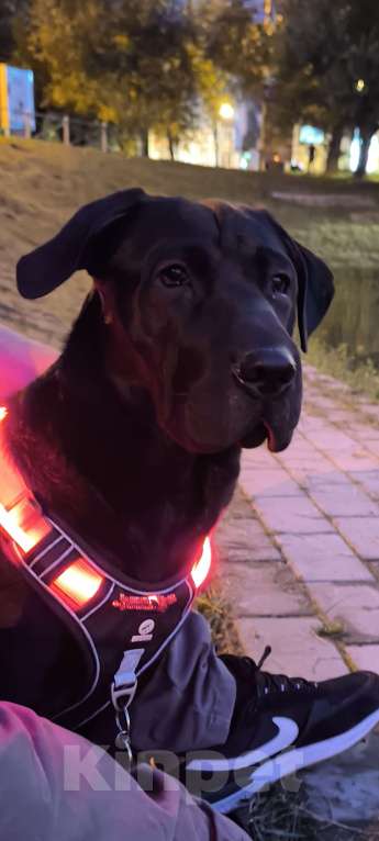 Собаки в Москве: Отдам даром девочку помесь шарпея и лабрадора Девочка, Бесплатно - фото 1