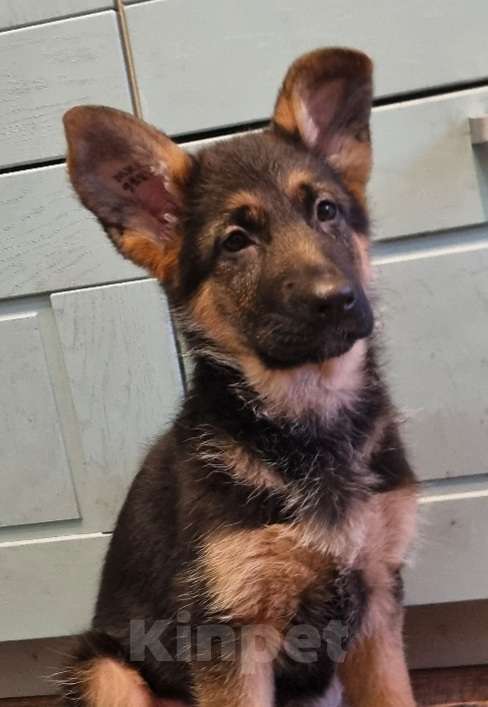 Собаки в Балашихе: Щенки немецкой овчарки Девочка, Бесплатно - фото 1