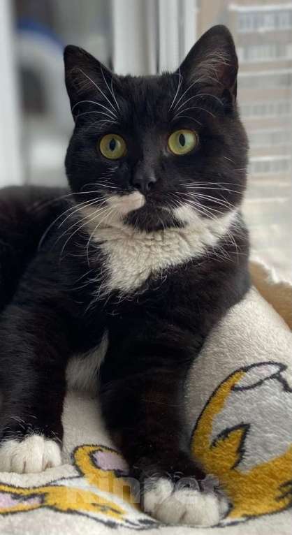 Кошки в Москве: Маркизный ласковый кот Орешек в добрые руки Мальчик, Бесплатно - фото 5